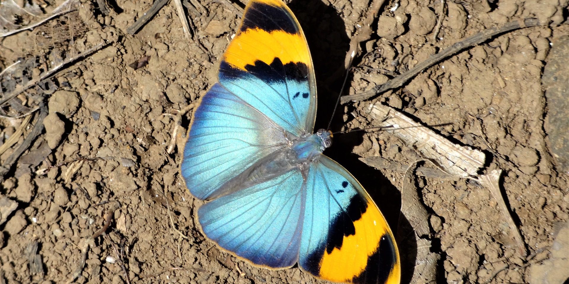 butterfly-1979196_1920