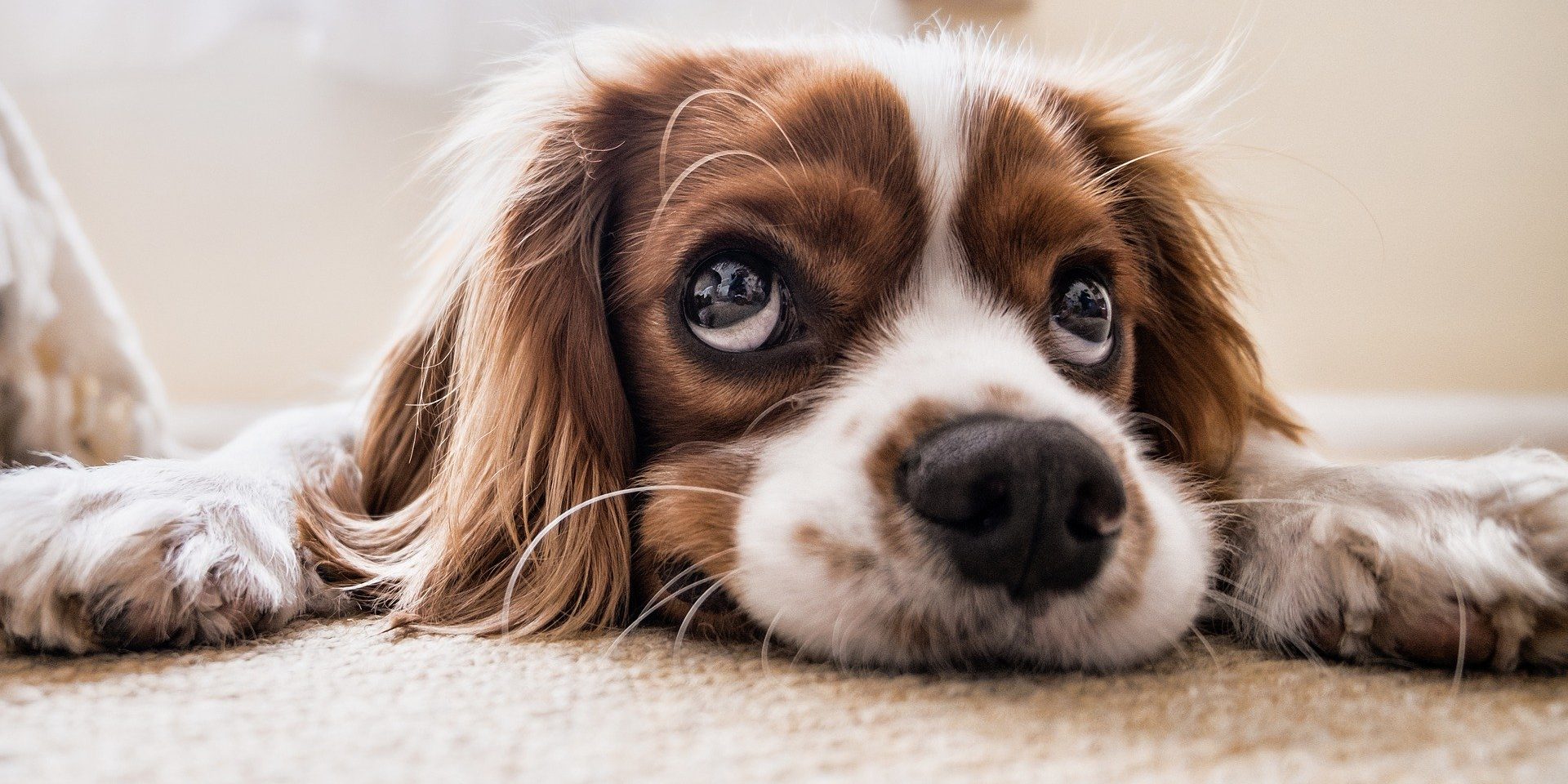 dog-2785074_1920